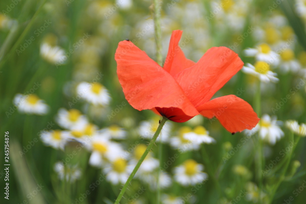 Fototapeta premium Mohn macht dumm