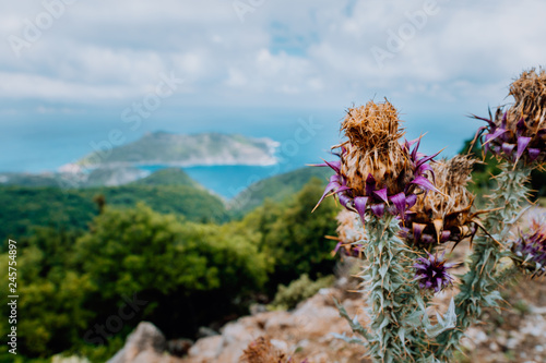 Thistle plant flower on blurred rocky shore line background on Kefalonia island  Greece  Europe