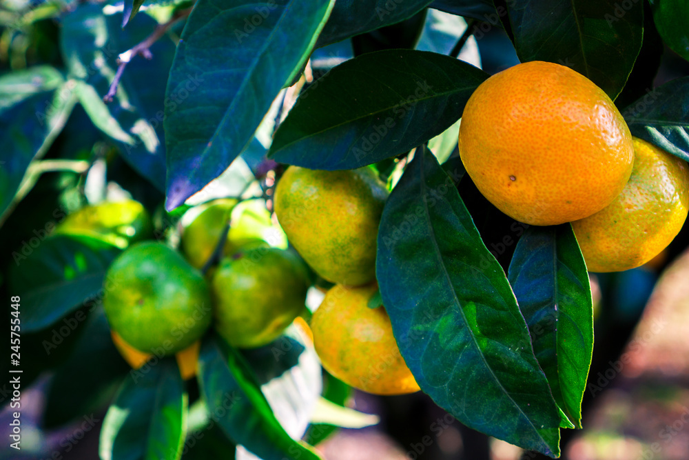 Tangerines hang on a tree and are almost ripe. Already yellows and sweet.