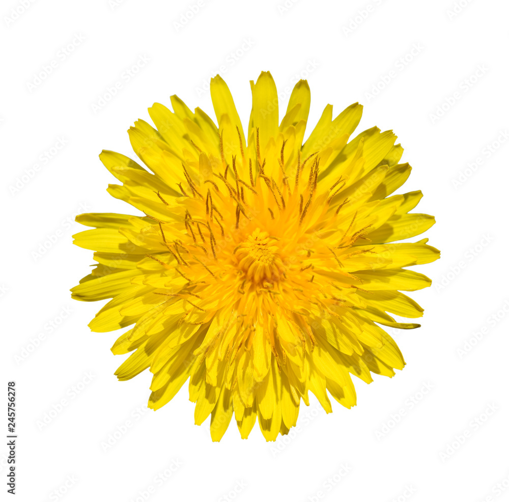 Bright yellow dandelion close up. Flower head.