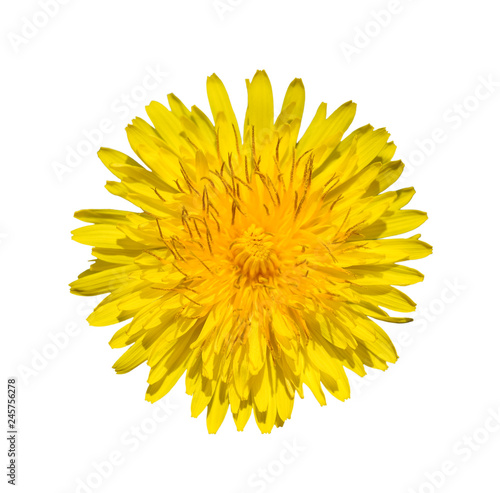Bright yellow dandelion close up. Flower head.