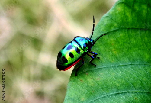 Stunning neon green bettle bug