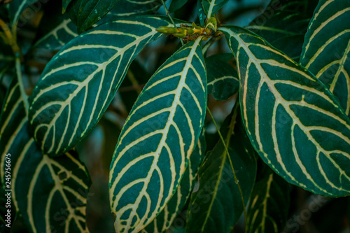 green leaf  © Candies
