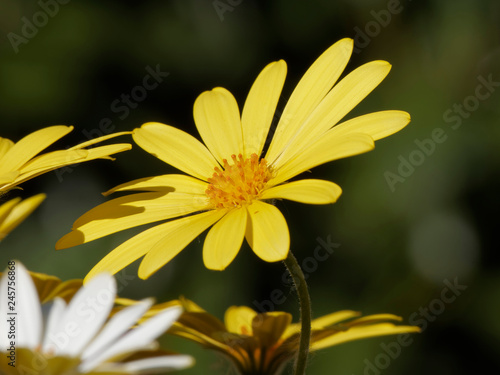 Dimorphotheca ecklonis or Osteospermum - Yellow Cape marguerite  Summersmile  or daisybush an ornemental plant native of South Africa