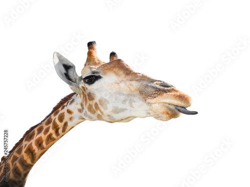 Cute giraffe isolated on white background.