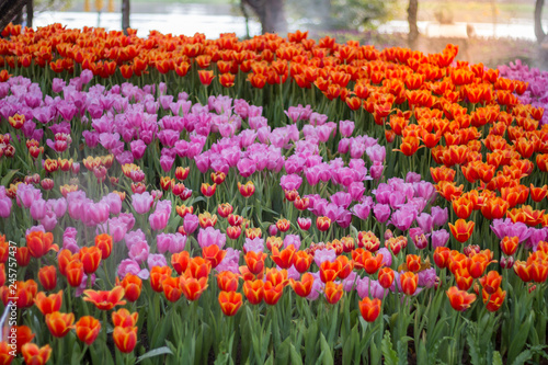 Wallpaper Mural Tulip Garden Torontodigital.ca