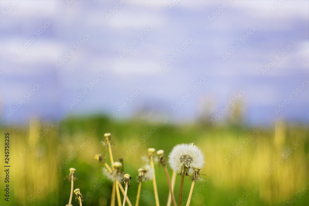 Obraz premium Vintage photo of dandelions on the background of meadow and sky. Blured. Horizontal