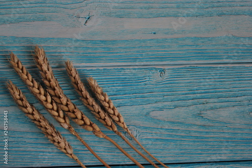 Колоски пшеницы на голубом фоне. 