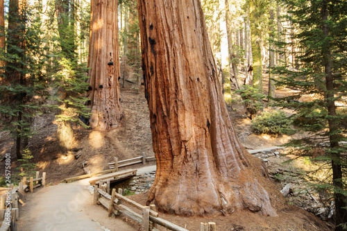 Sunset in Sequoia national park in California, USA