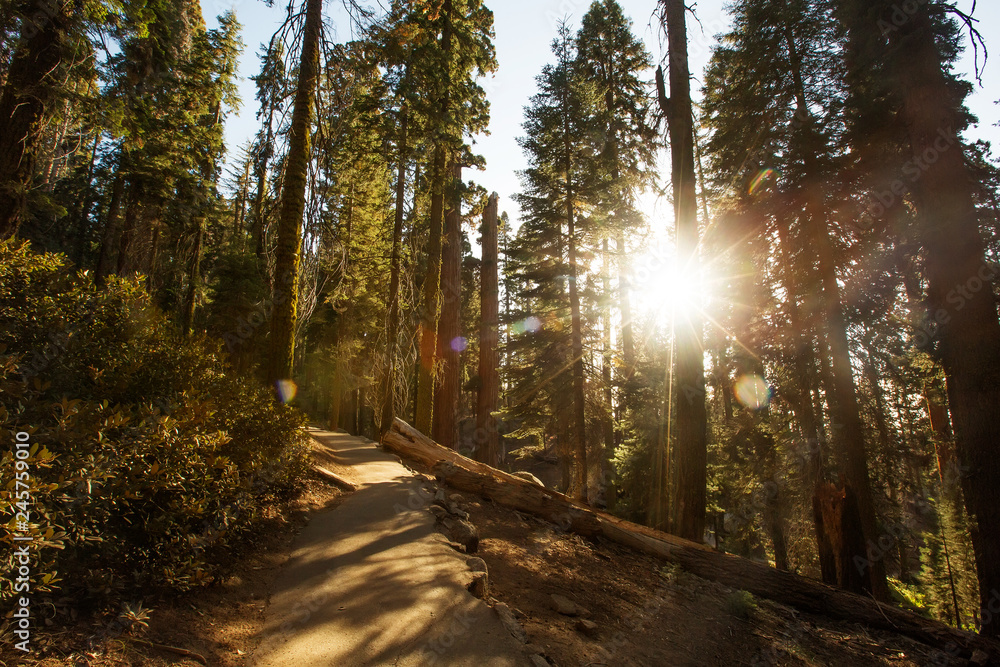 Sunset in Sequoia national park in California, USA Sunset in Sequoia national park in California, USA