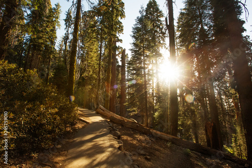 Sunset in Sequoia national park in California, USA
