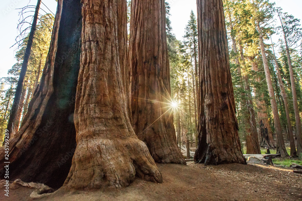 Obraz premium Sunset in Sequoia national park in California, USA