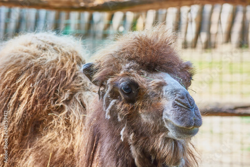 Shaggy camel with warm wool at the zoo. © Evgenii