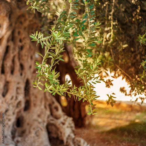 old olive tree with olives for oil production © katafree