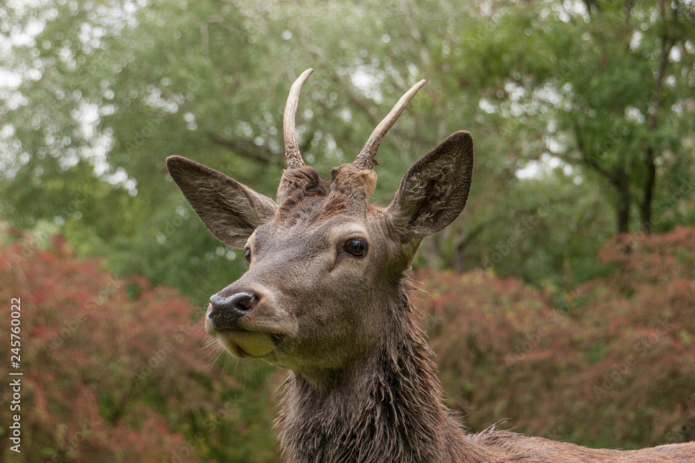 Junger Rothirsch (Cervus elaphus) Junger Rothirsch (Cervus elaphus)