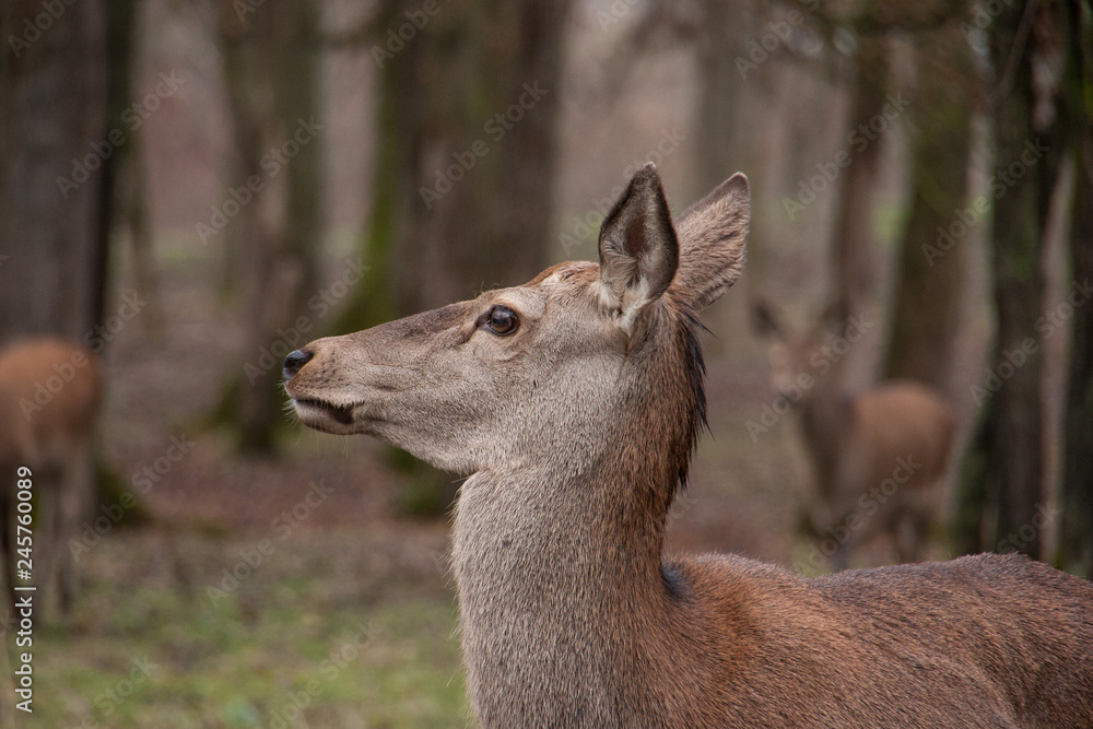 Rothirsch (Cervus elaphus)