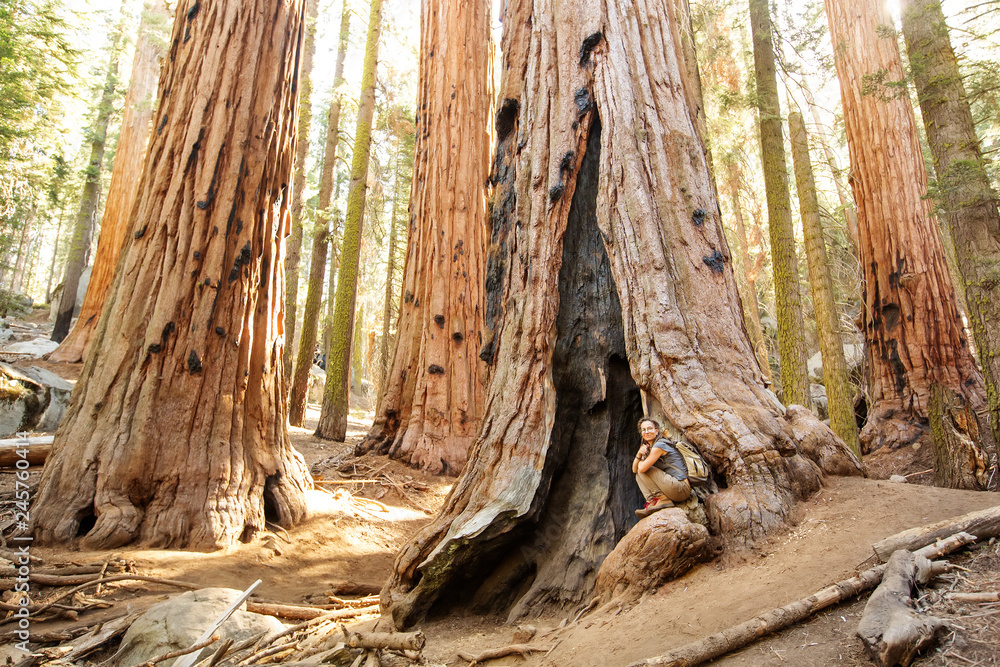 Hiker in Sequoia national park in California, USA Hiker in Sequoia national park in California, USA