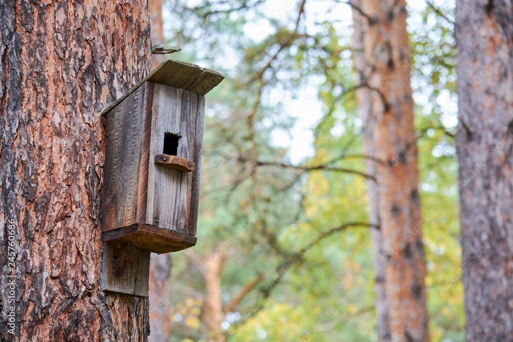 Wooden bird feeder hanging on pine tree in forest.