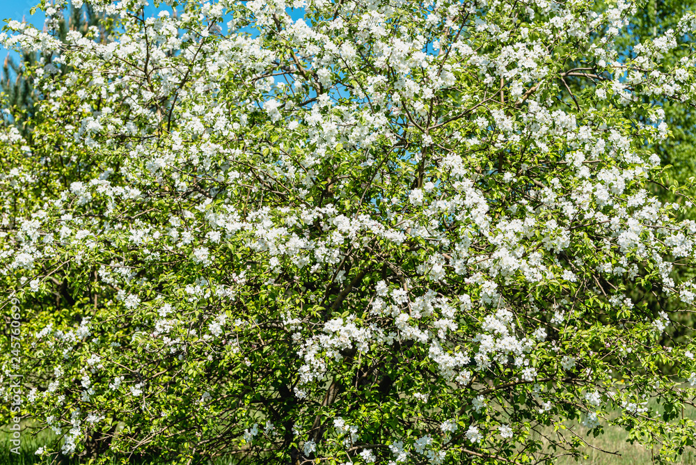 Flowering apple tree, blooming branch with blossoms and leaves