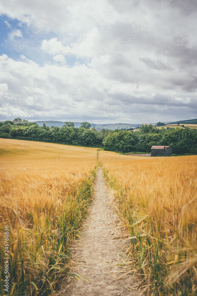 Obraz premium Bishop's Castle - Corn field