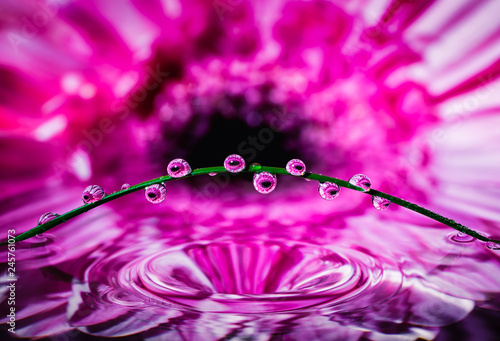 Close up of a pink flower reflected in rendered water with raindrops on a blade of grass