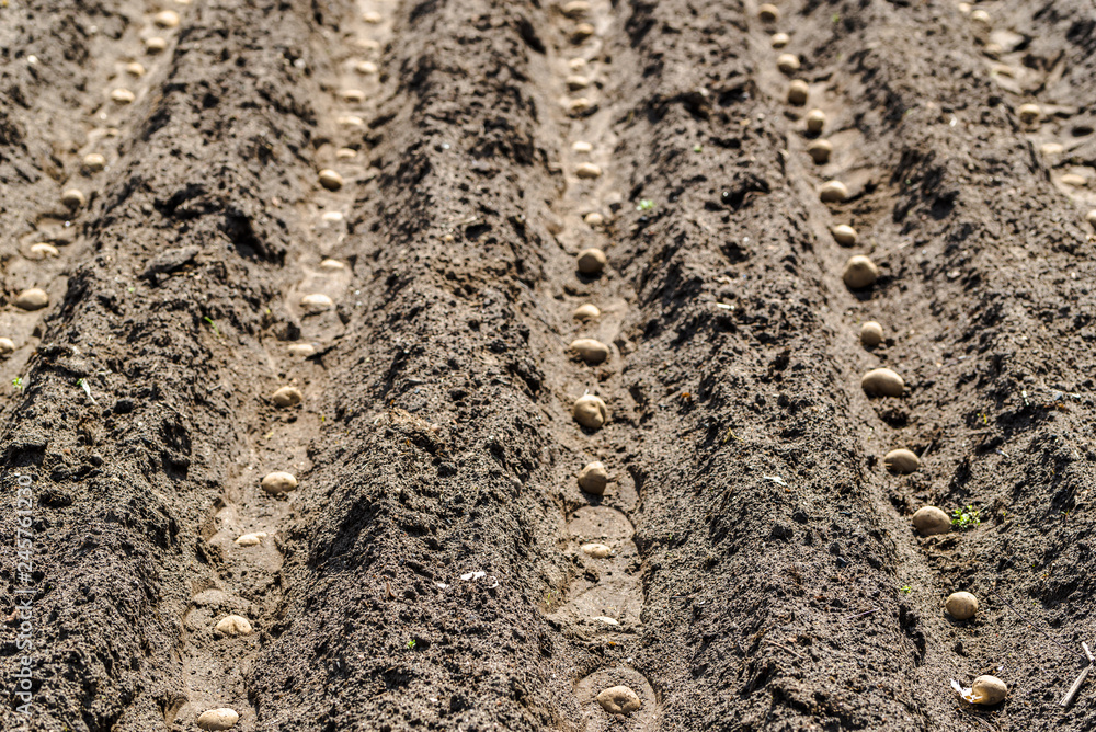 Farm of potatoes, planting seeds of potato on field, organic farming concept Farm of potatoes, planting seeds of potato on field, organic farming concept