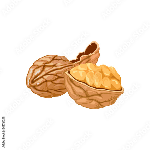 Vector illustration of a walnut peeled whole, cracked into halves. Food symbol collection. Whole nuts and walnut kernels. Nutrition and agriculture concept. Vector icon on the white background.