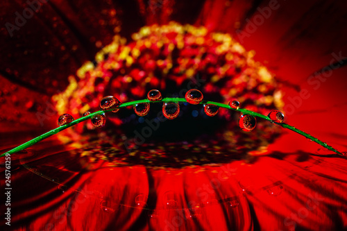 Close up of a red flower reflected in rendered water with raindrops on a blade of grass