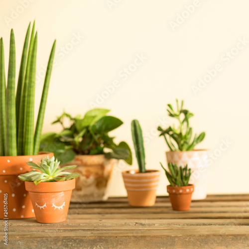 Stylish compostion of home garden filled a lot of cacti and succulent on wooden table. Yellow background wall with copy space for slogan.