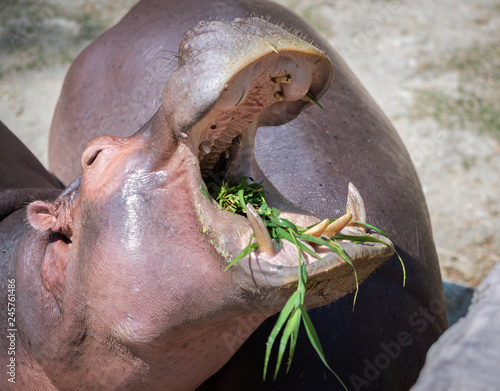Hippos are eating grass happily in Chiang Mai Zoo, Thailand.