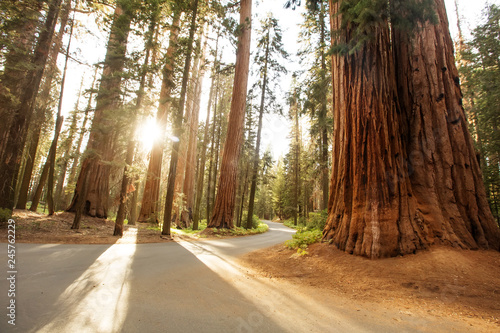 Sunset in Sequoia national park in California, USA