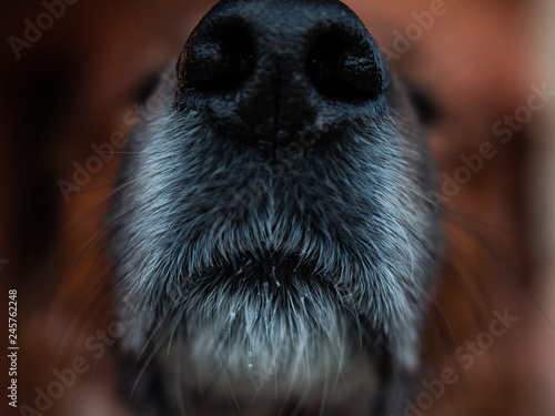 A close up photo of a dogs nose