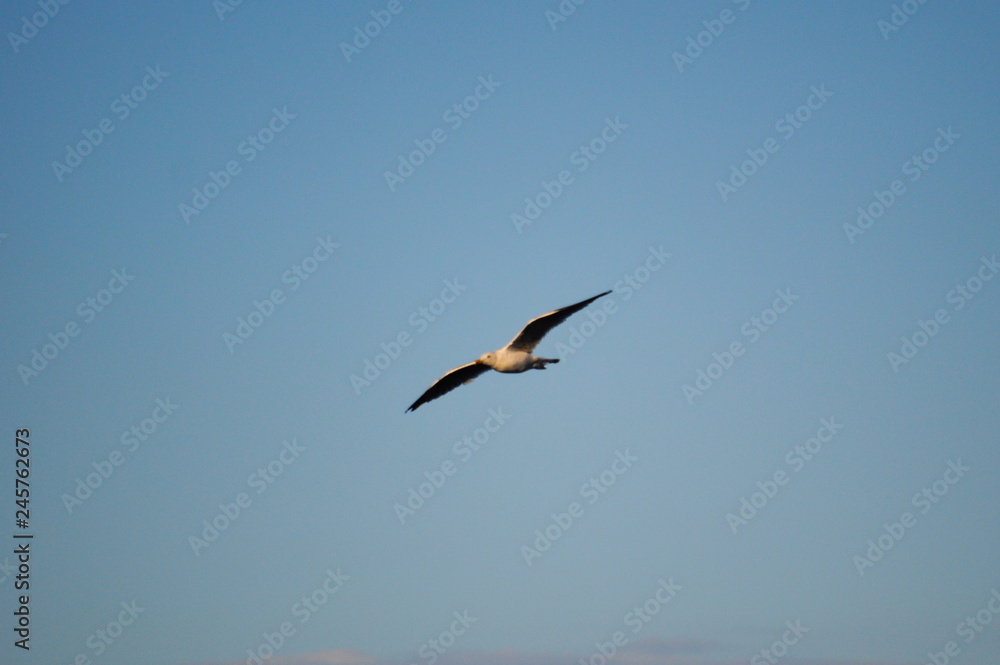 Seagull flying in a light blue sky Seagull flying in a light blue sky