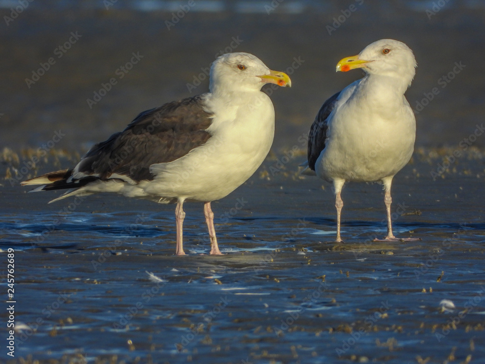 Obraz premium mouettes