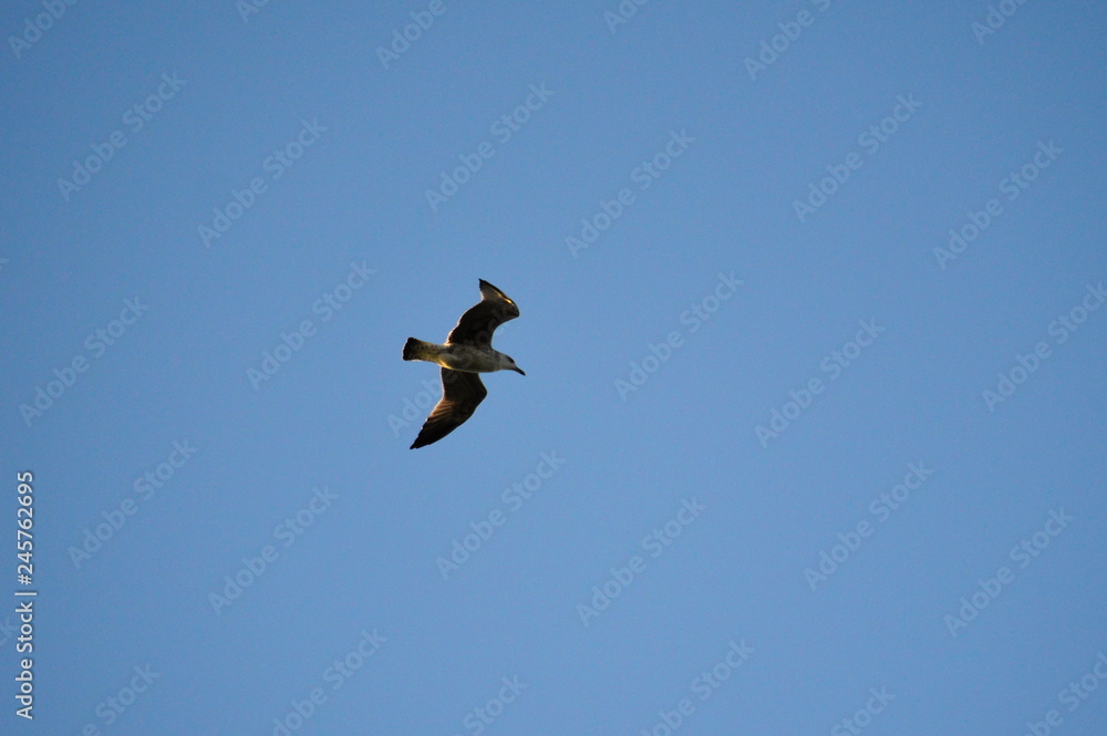 Seagull flying in a light blue sky Seagull flying in a light blue sky