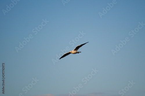Seagull flying in a light blue sky