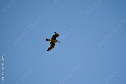 Seagull flying in a light blue sky 