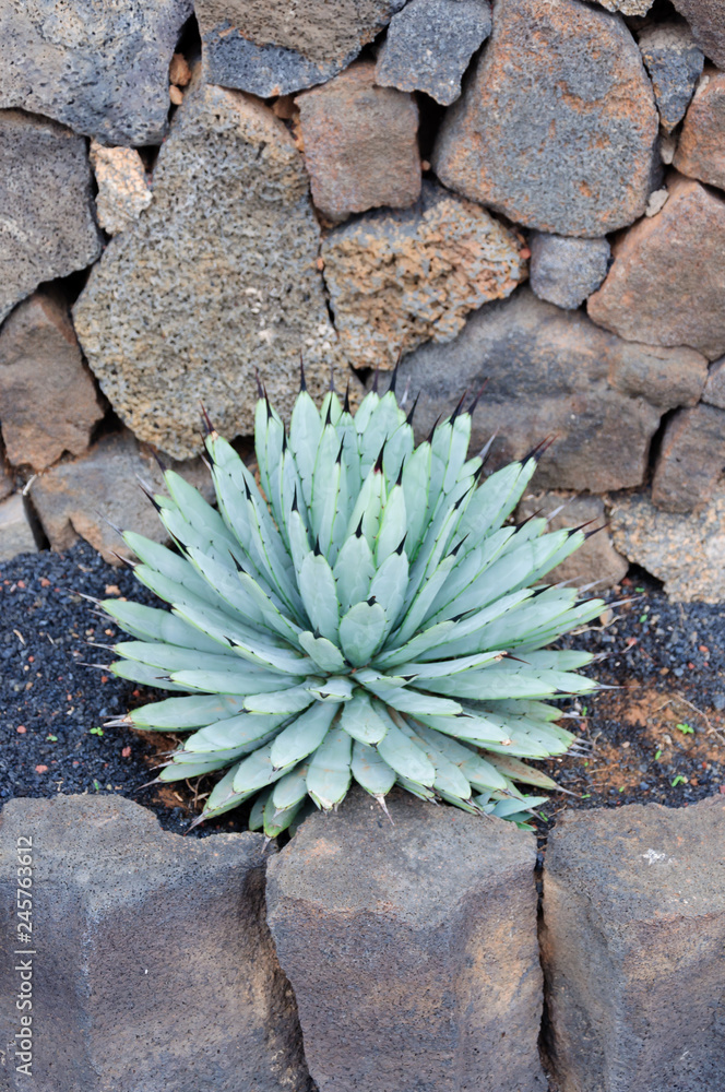 variety of cactus in cactus garden in canary islands, spain variety of cactus in cactus garden in canary islands, spain