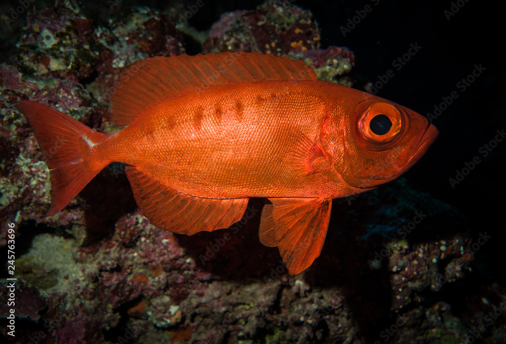 Crescent-tail Bigeye in Red Sea Crescent-tail Bigeye in Red Sea