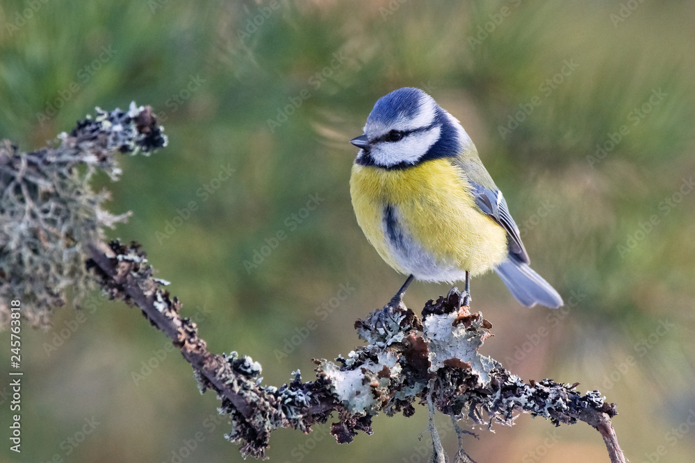 Obraz premium Blue tit in winter