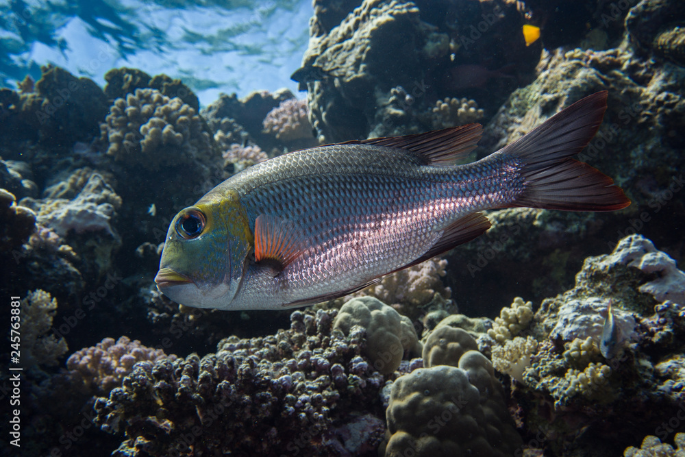 Fototapeta premium Bigeye emperor on the coral reef in Red Sea