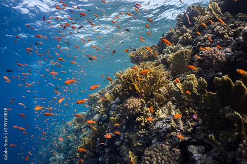 Anthias fish on Elphinstone Reef in Red Sea