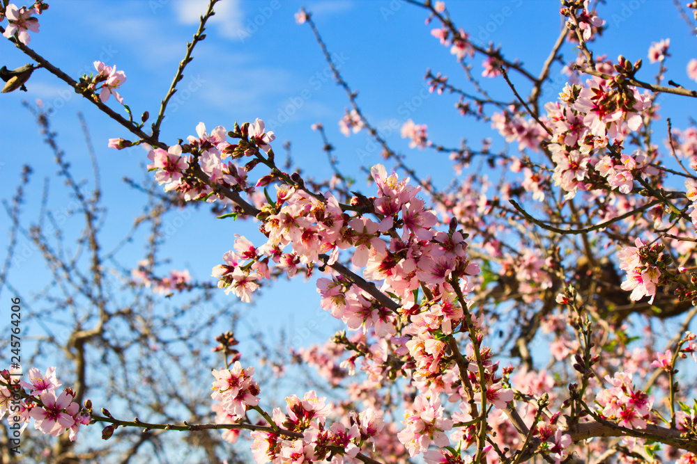 Flowering Almond Branch. Flowering Almond Branch.