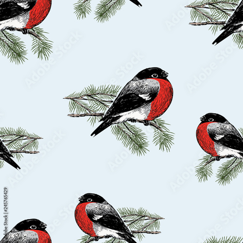 Seamless background of the bullfinches on the fir branches