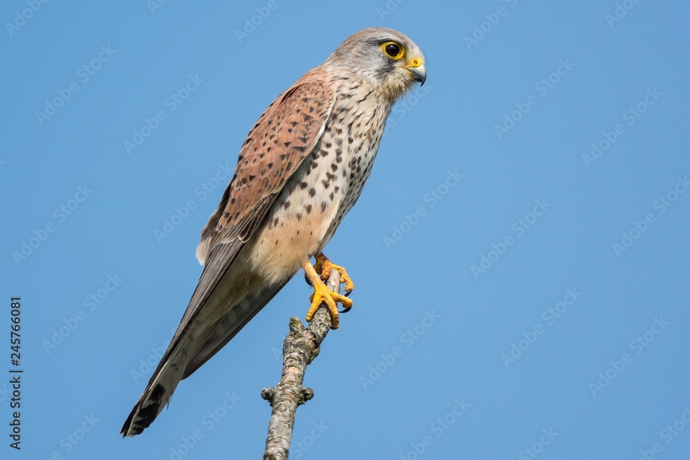 Kestrel (Falco tinnunculus) perching on branch with blue sky background Kestrel (Falco tinnunculus) perching on branch with blue sky background