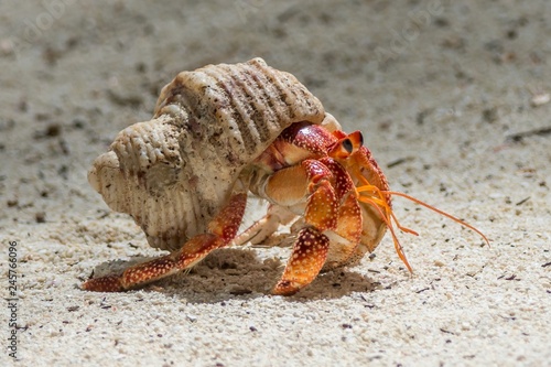 Vászonkép Hermit crab on the beach