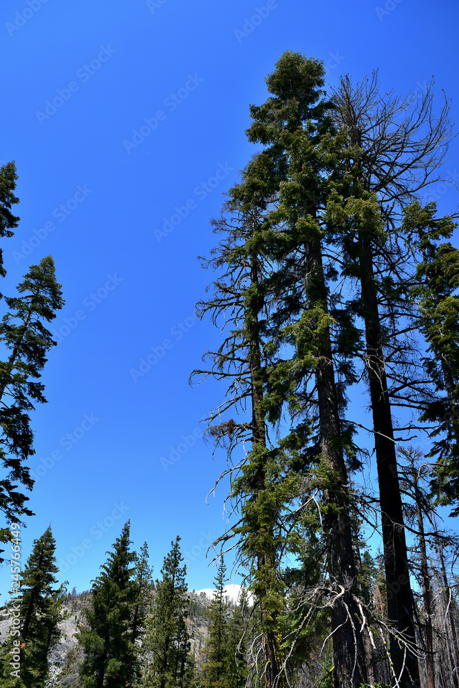 Tall trees in Yosemite National Park, California, USA Tall trees in Yosemite National Park, California, USA