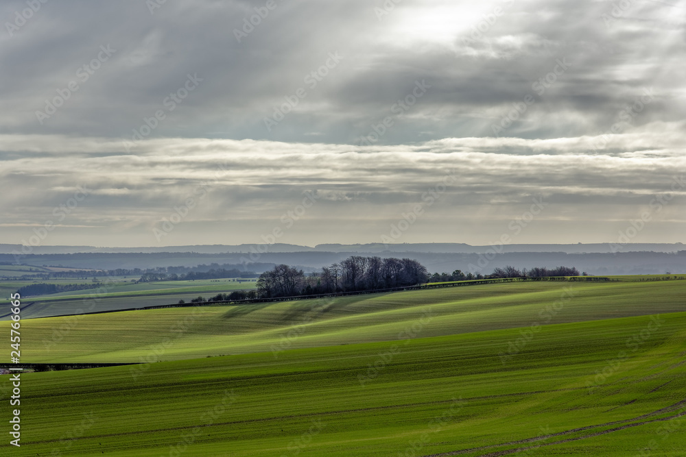 Winter landscape with green fields, trees, and long shadows Winter landscape with green fields, trees, and long shadows