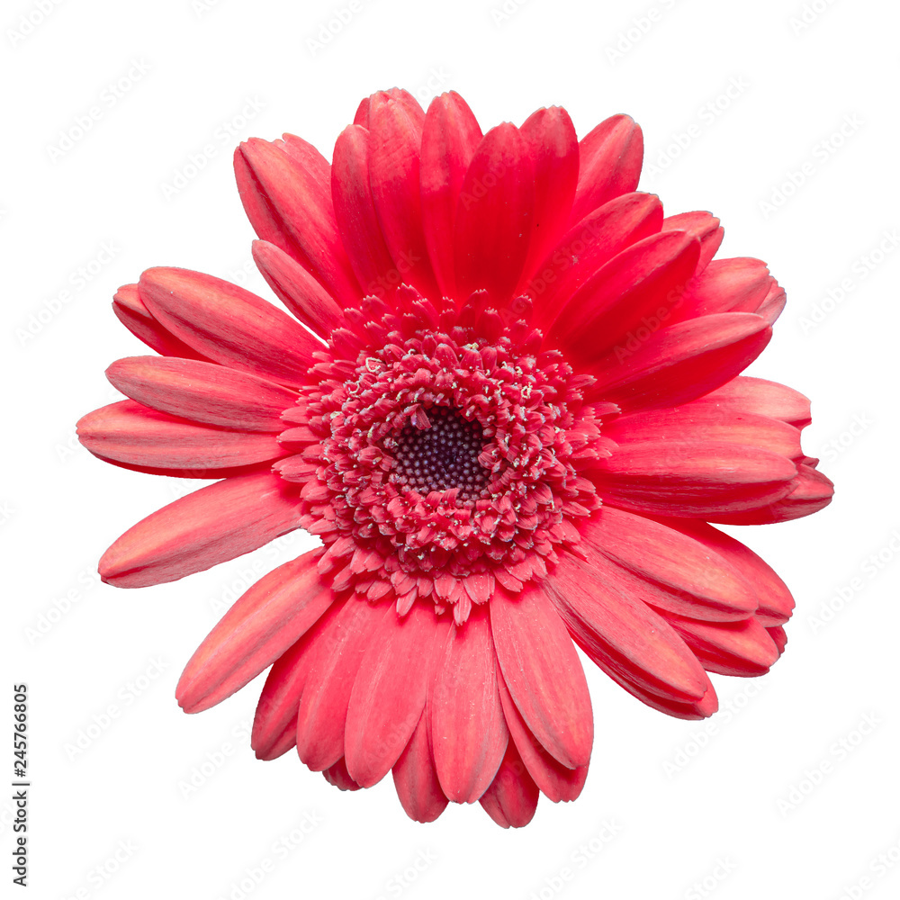 beautiful maroon gerbera daisy flower isolated on white background closeup