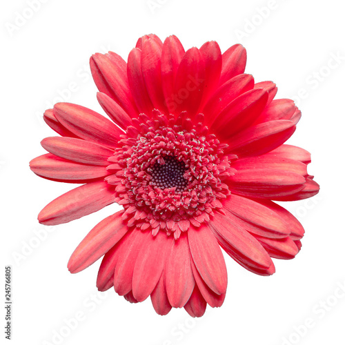 Fototapeta Naklejka Na Ścianę i Meble -  beautiful maroon gerbera daisy flower isolated on white background closeup